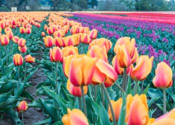 A First Timer’s Guide Photographing the Wooden Shoe Tulip Festival in Oregon